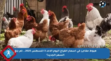 هبوط مفاجئ في أسعار الفراخ اليوم الأحد 3 أغسطس 2025.. كم بلغ السعر الجديد؟